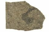 Carboniferous Spiny Shark (Acanthodes) Fossil - Siberia #228891-1